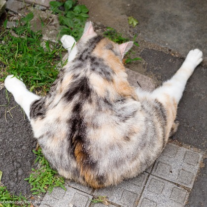 Katsuhiko Suzukiが撮影した「:albumName」の写真