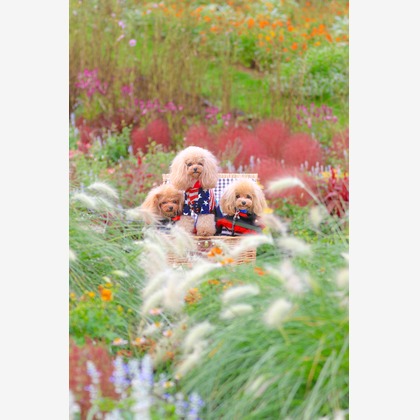 高橋 透（Coo&Sea STUDIO代表）が出張撮影した「大花壇de撮影会／秋＠横浜」の家族写真