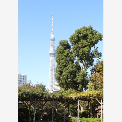 Kan Suzuki  photographyが出張撮影したKameido Tenjin Shrine, 自然の中の人々, インタラクションなどが写った「亀戸天神」の家族写真
