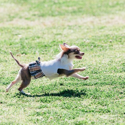 ポートレート沖縄が撮影した「ペット撮影」の写真