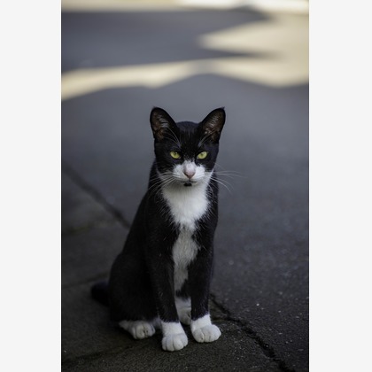 スタジオルミが出張撮影した「スナップ」の家族写真