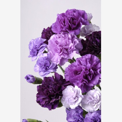 有限会社　澤田スタジオが撮影した「:albumName」の写真