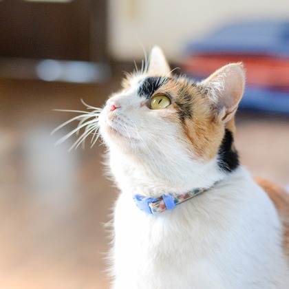 Sara Photo Worksが撮影したその他の写真