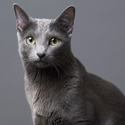 森田寫眞館が撮影した「ペット」の写真