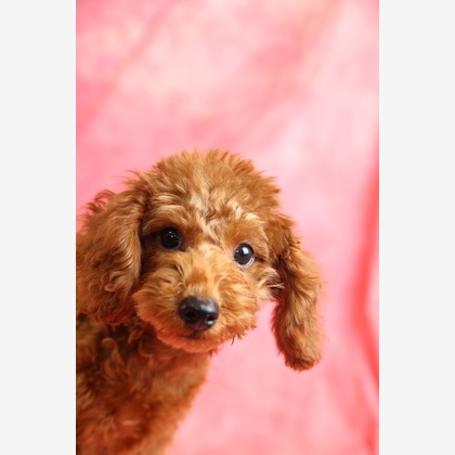 管野　利が撮影した「ワンちゃん」の写真