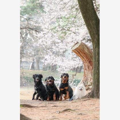 株式会社Neo-Smile 「locationbreeze」高橋 徹が出張撮影した「ペット」の家族写真