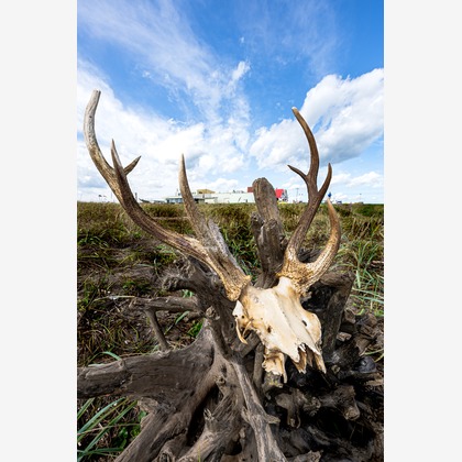 高木勇斗が撮影した「:albumName」の写真