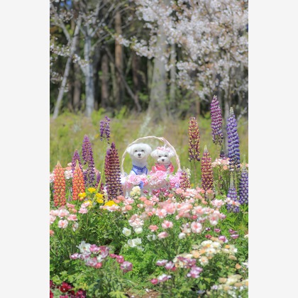 高橋 透（Coo&Sea STUDIO代表）が出張撮影した「大花壇de撮影会／春＠横浜」の家族写真