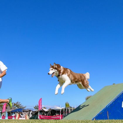 スタジオファンタスが撮影した「:albumName」の写真