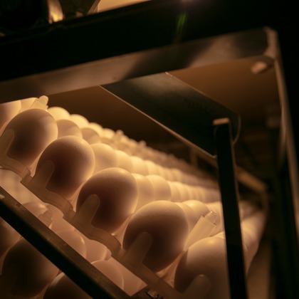 Creative Brand　Crows Nestが撮影した「:albumName」の写真