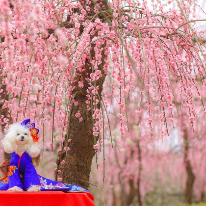 高橋 透（Coo&Sea STUDIO代表）が撮影した「:albumName」の写真