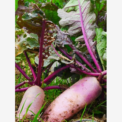 ant10.が撮影したイベント/スナップ撮影の写真