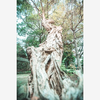 kudophotoが撮影した家族写真の出張撮影/七五三フォトの写真