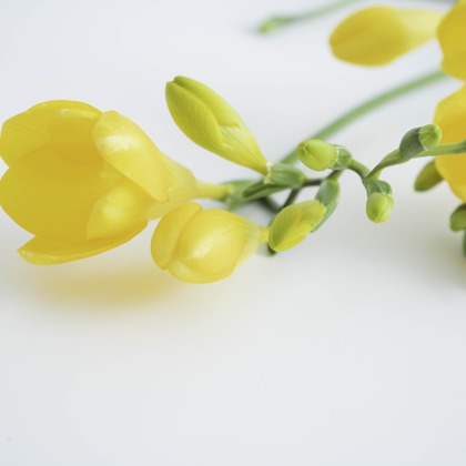 ミヤタカズコが撮影した「:albumName」の写真