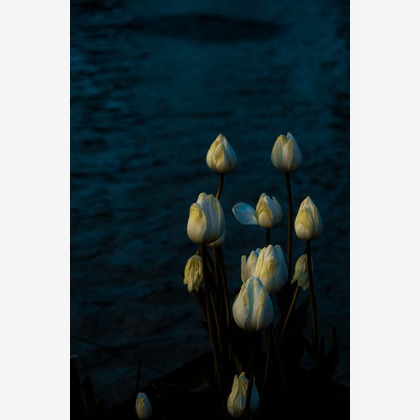 KotobukiPhotosが撮影した「:albumName」の写真