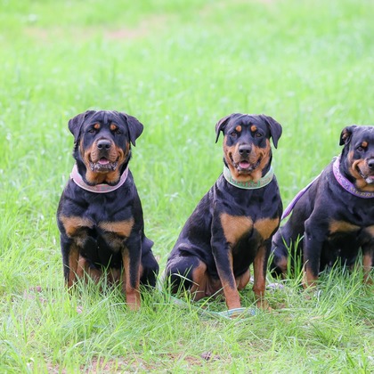 株式会社Neo-Smile 「locationbreeze」高橋 徹が出張撮影した「ペット」の家族写真