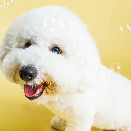 Ray Yamaguchiが撮影した「:albumName」の写真