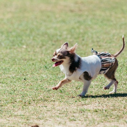 ポートレート沖縄が撮影した「ペット撮影」の写真