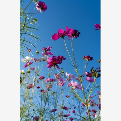 堀田佳資が撮影したその他の写真