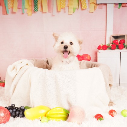 スタジオ　まるが撮影した「:albumName」の写真