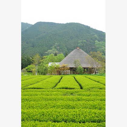 若林聖人が撮影した店舗/オフィス/サロン撮影/料理撮影/人物撮影の写真