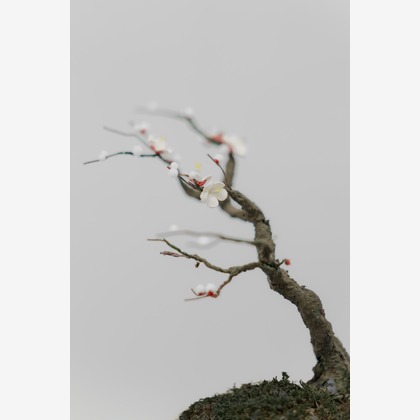 studio9thが撮影した「:albumName」の写真