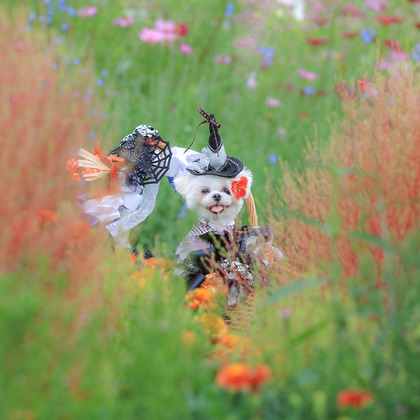 高橋 透（Coo&Sea STUDIO代表）が出張撮影した「大花壇de撮影会／秋＠横浜」の家族写真