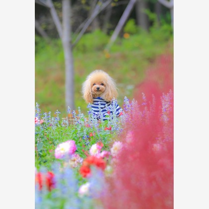 高橋 透（Coo&Sea STUDIO代表）が出張撮影した「大花壇de撮影会／秋＠横浜」の家族写真