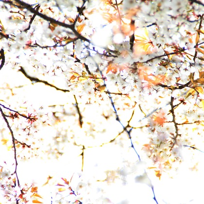 blink photoが撮影したウェディングや家族、ビジネスの写真