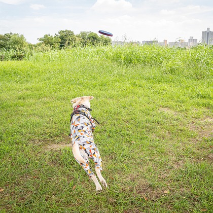 吉田佳央が撮影した「DOG SHOOTING」の写真