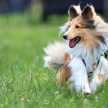 菊原浩司が撮影した「:albumName」の写真