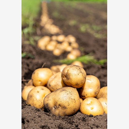 石橋宙大が撮影したウェディングや家族、ビジネスの写真