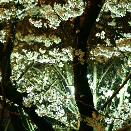 blink photoが撮影したウェディングや家族、ビジネスの写真