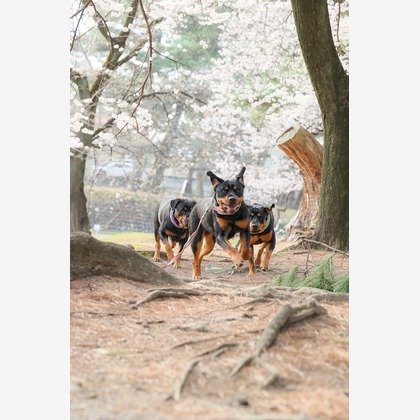 株式会社Neo-Smile 「locationbreeze」高橋 徹が出張撮影した「ペット」の家族写真