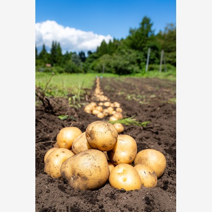 石橋宙大が撮影したウェディングや家族、ビジネスの写真