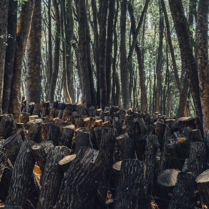 studio cactusが撮影した商品/物撮りの写真