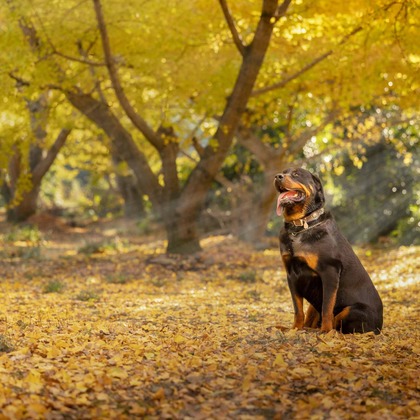 梅田　紫邑が撮影したその他の写真