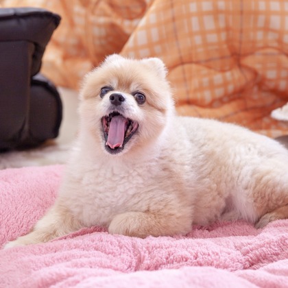 レオン・スナップサービスが撮影したその他の写真