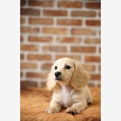 管野　利が撮影した「ワンちゃん」の写真