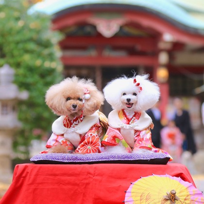 高橋 透（Coo&Sea STUDIO代表）が出張撮影した「七五三出張撮影＠東京」の家族写真