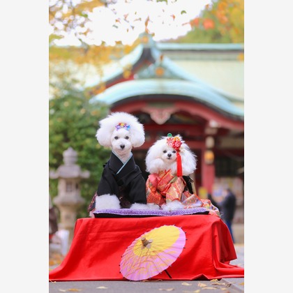 高橋 透（Coo&Sea STUDIO代表）が出張撮影したトイプードル, ペット, ワイルドフラワーが写ったエンゲージメントフォトの写真