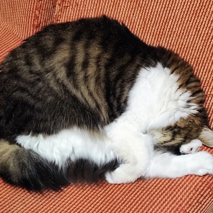 Naoki Okadaが撮影した「:albumName」の写真