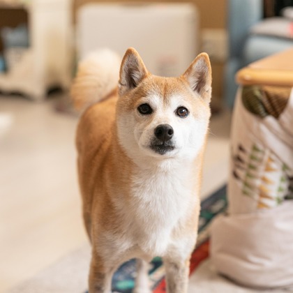 インスタントソイ合同会社　井上泰徳が撮影したウェディングや家族、ビジネスの写真