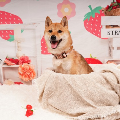 スタジオ　まるが撮影した「:albumName」の写真