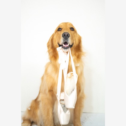 スマイルチューンが撮影した「ペット撮影」の写真