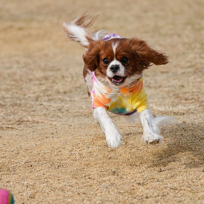 河野慈圓が撮影した「:albumName」の写真