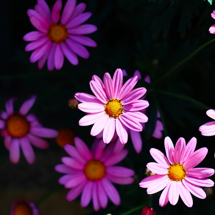 今井広樹/スタジオプランタン/日本写真家協会 会員が撮影した「:albumName」の写真