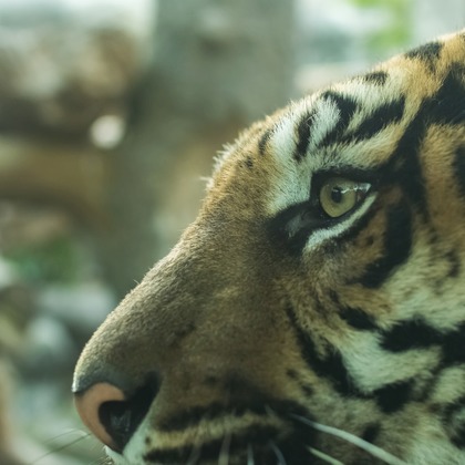 フォトスタジオ　ちっくたっくが撮影したその他の写真