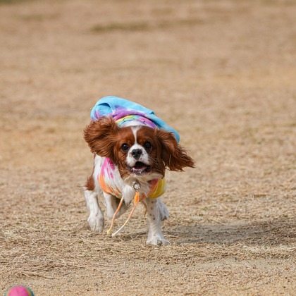 河野慈圓が撮影した「ペット撮影」の写真