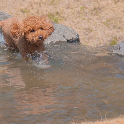 あなたの写真館が撮影した「:albumName」の写真